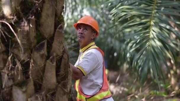 Agricultor Asiático Óleo Palma Tradicional Sênior Podando Frondes Óleo Palma — Vídeo de Stock