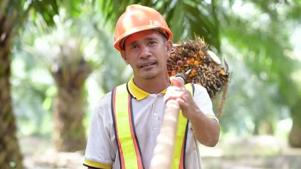Asijské Farmář Palmový Olej Muž Ramena Palmový Olej Ovoce Úsměvem — Stock video