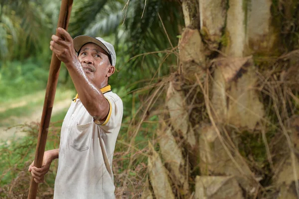 Starszy Rolnik Tradycyjnego Azjatyckiego Oleju Palmowego Przycinający Liście Oleju Palmowego Obrazek Stockowy