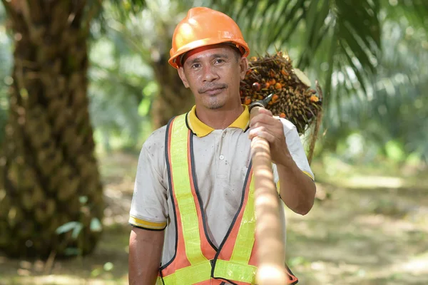 Azjatycki Rolnik Olejek Palmowy Podnoszący Owoce Palmy Kasku Ochronnym Kamizelce Zdjęcia Stockowe bez tantiem