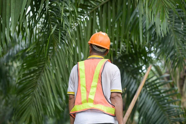 Azjatycki Hodowca Oleju Palmowego Spacerujący Między Drzewami Palmowymi Kasku Ochronnym Obrazy Stockowe bez tantiem