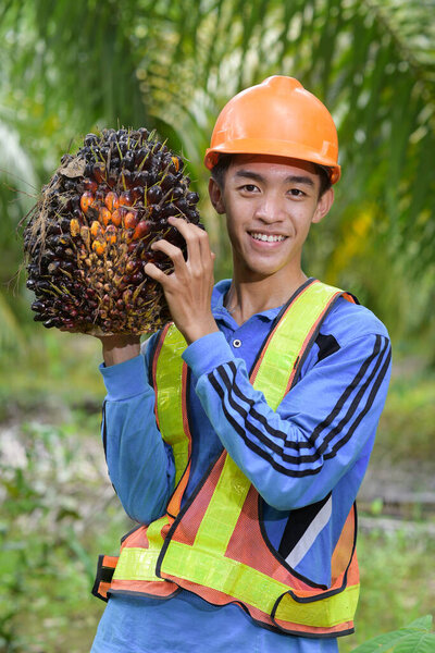Happy Asian farmer palm oil holding a palm oil fruit