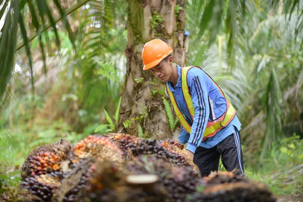 Genç Asyalı çiftçi yağ palmiyesi hasat ediyor. Yerel çiftçinin portresi palmiye yağı meyveleri taşıyor. Plam Petrol Üreticisi Konsepti