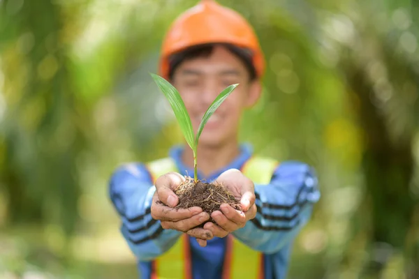 Palmiye yağı çiftçisi tarafından tutulan palmiye yağı fidanına yakın çekim 