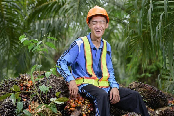 Szczęśliwy Rolnik Oleju Palmowego Uśmiechnięty Stosie Owoców Oleju Palmowego Obraz Stockowy