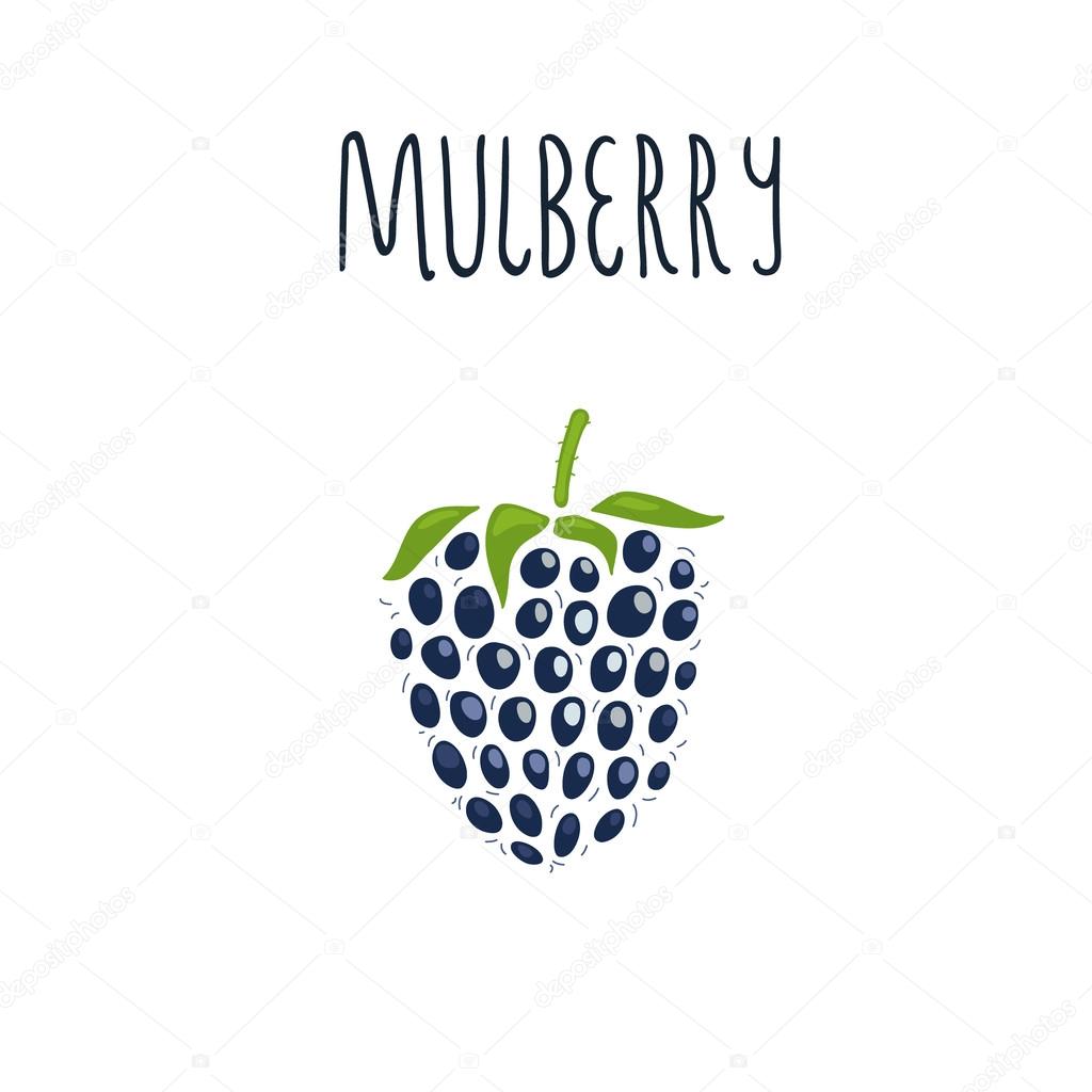 Vector hand drawn isolated mulberry with the inscription