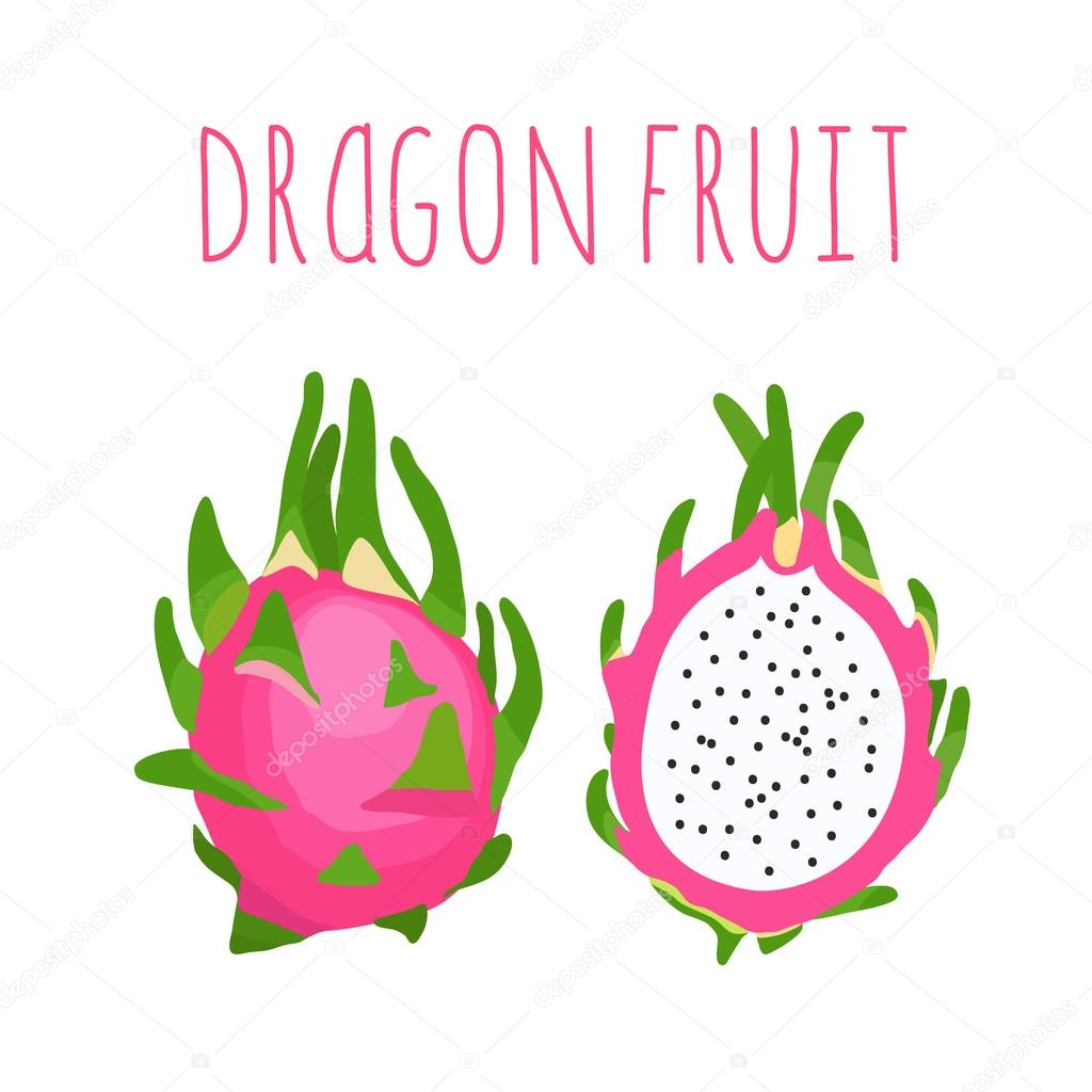 Vector hand drawn isolated dragon fruit with the inscription.