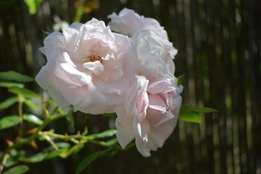 Bahçedeki beyaz gül. Güzel soluk pembe güller çalılıklarda çiçek açıyor.