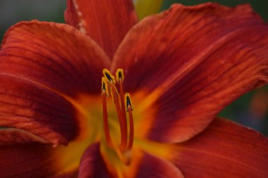 Bahçe yazında büyük bir kırmızı kaplan zambağı. Parlak kırmızı güzel Asyalı makro