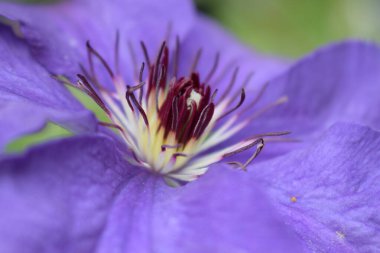 Mor bir klematis çiçeği, klematis viticella, Japon bahçesinde çiçek açar. Klematis çiçeği - Ranunculaceae. Büyük Çiçekli Clematis. Özenle hazırlanmış Mor Klematis çiçeğini kapat.