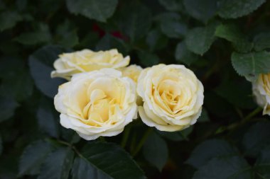 Bahçede biraz turuncu sarı güller. Güneşli bir günde bahçedeki güzel sarı güller