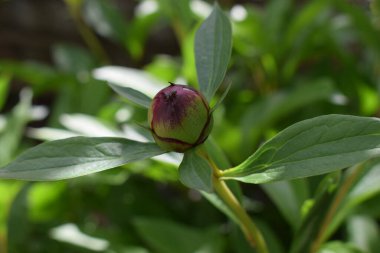 Pembe şakayık tomurcuğunun üstündeki karıncayı yakın plan. Pembe Şakayık çiçek tomurcuğu açmaya başlıyor, özsuyuyla beslenen karınca ile. - Yakın çekim. Bahar geldi..