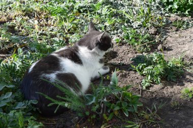 Güzel, tüylü bir kedi gölgeli bir çimenlikte dinleniyor. Çimlerin üzerinde siyah beyaz kedi.