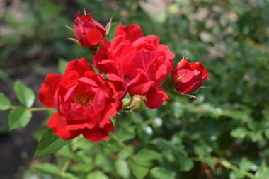 Kocaman kırmızı bir gül. Koyu kırmızı renk. Tomurcuklu büyük güzel kırmızı gül çiçeği. Hassas gül yaprakları makro arka plan. Bokeh doğa bitki bahçeli güzel büyük kırmızı bir gül..