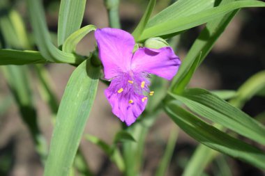 Tradescantia bahçesinin ortasında yeşil yapraklardan oluşan kabarık bir bahçesi olan güzel mor-mor bir çiçek. (Tradescantia virginiana) Bahçede açan güzel çiçeklerin Macro fotoğrafı..