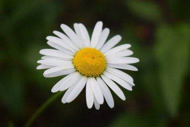 Yeşil arka planda Daisy 'nin yakın çekimi. Vahşi papatya çayı yakından. Yaz sezonu. (öküz gözü papatya, Leucanthemum vulgare) Yeşil arkaplanı bulanık, beyaz papatya çiçekleri.