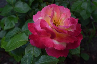 Floribunda Rose, İran gülü ve Avusturya bakır gülü gibi pek çok yaygın isimle bilinir. Bahçe gülleri kamelya çiçeği ve çiçek. Asil gül. Renk değiştiren çiçekli bir bitki.