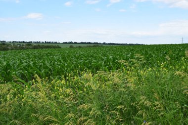 Gün batımında taze mısırlı yeşil tarla. Erken safhada yeşil mısır tarlası. Tipik mısır çiftliği