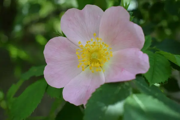 Rosehip Bush Blooming Spring Bright Beautiful Flowers Rose Hips Delicate — Stock Photo, Image