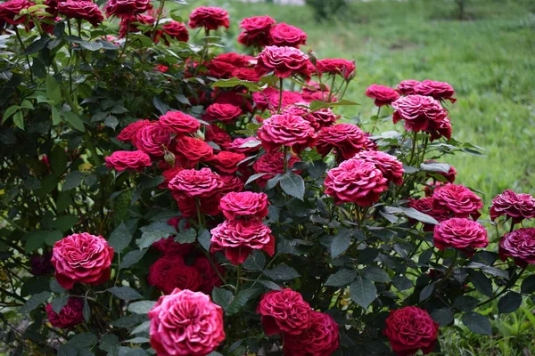 Bellissime Rose Rosse Crescono Nel Giardino Tessitura Rose Sacco Foglie — Foto Stock