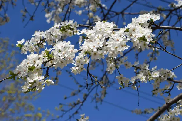 Lindas Flores Brancas Nos Ramos Árvore Damasco Fundo Céu Azul — Fotografia de Stock