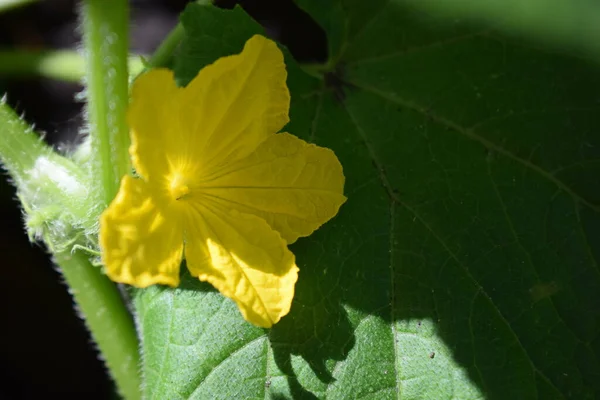 Foco Selectivo Pepino Flor Amarilla Día Soleado Flor Pepino Flor —  Fotos de Stock