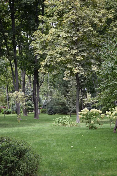 Uitzicht Een Prachtige Tuin Zomer Landschap Ontwerp Met Helder Groene — Stockfoto