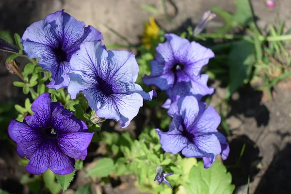 Petunia Büyük Çiçekli Araf Mavi Damarlı Yeşil Yaprakların Arka Planında — Stok fotoğraf