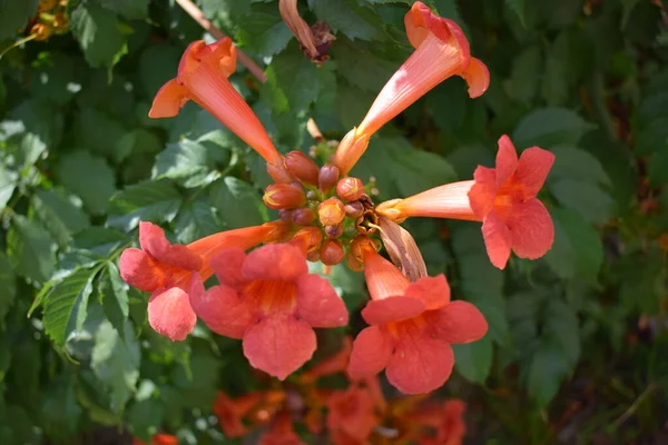 Piękne Czerwone Kwiaty Trąbki Winorośli Lub Trąbki Creeper Campsis Radicans — Zdjęcie stockowe