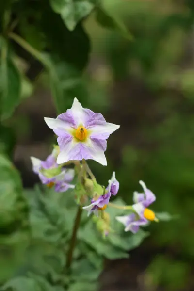 庭で成長するジャガイモの花 陽射しの下でジャガイモの花を咲かせます 農場の畑に白い開花ジャガイモの花 遺伝子組み換えではなく — ストック写真