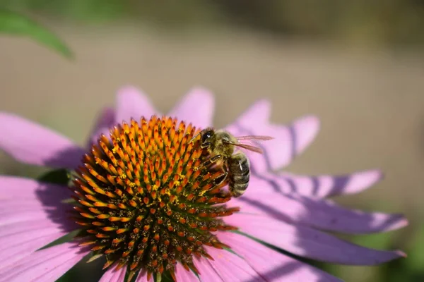 Gedetailleerde Close Van Mooie Roze Paarse Bloemen Echinacea Purpurea Met — Stockfoto