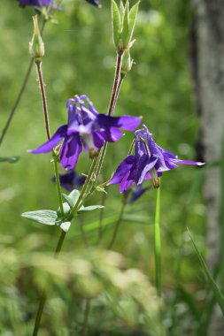 Aconitum, ya da yaygın isimler: aconite, monkshood, kurtboğan. Mor çiçek