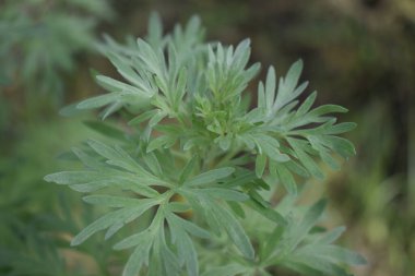Koyu arkaplanda Wormwood yaprakları, arka planda güzel yeşil pelin otu, zarif bir tarla bitkisi. Artemisia Absinthium, Absinthe Wormwood yakın çekim
