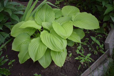 Hosta (lat. Hosta) bahçede. Hosta - Yeşiller familyasının uzun ömürlü bitki cinsi. Güzel yeşil yapraklar süs bitkisi hosta.