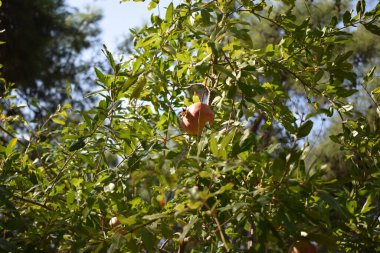 Doğal ağaç üzerine nar (punica granatum). Bahçedeki ağaç dalında nar meyvesi. Metin için yeri olan renkli resim, kapat.