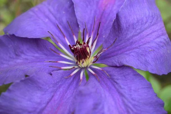 Egy Lila Clematis Virág Clematis Viticella Virágzik Egy Japán Kertben — Stock Fotó