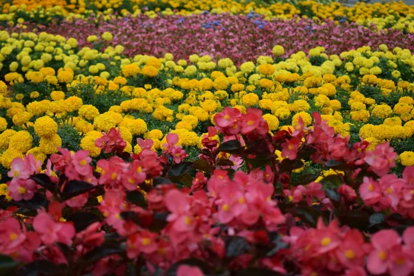 Kwiaty Marigold Pościel Begonia Kwietnik Żółtymi Marigoldami Bliska Begonia Kwietna — Zdjęcie stockowe