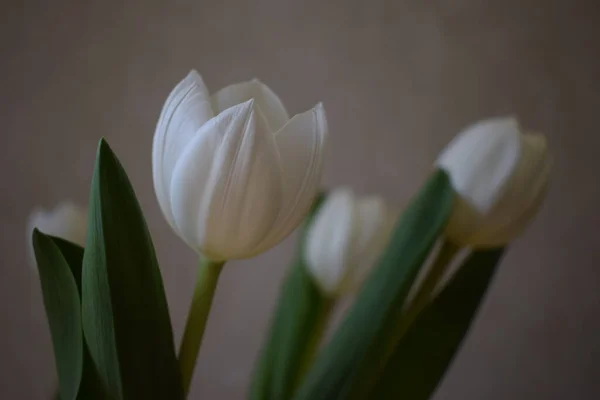 Flowers white tulips close-up against a stucco wall. Bouqet of White tulips. Shallow DOF, focus on the tulips in front.