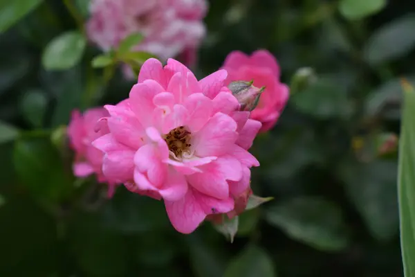 Little Pink Roses Close Rose Buds Pink Flowers Green Leaves — Stock Photo, Image