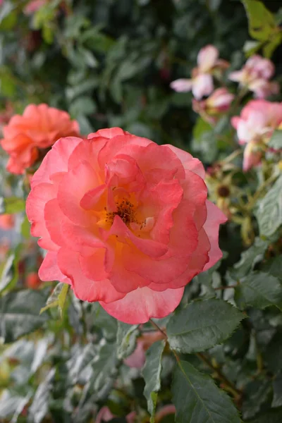 Duża Różowa Róża Kwiatu Jest Gałęzi Rozmytym Tle Różanego Ogrodu — Zdjęcie stockowe