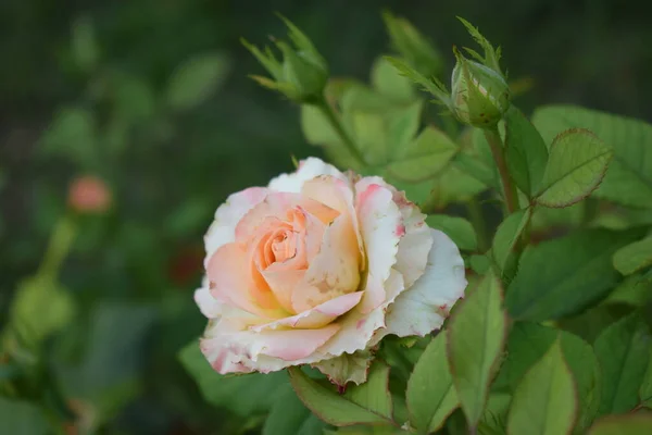 Hermosas Rosas Beige Tupidas Cerca Hermosa Rosa Con Pétalos Beige —  Fotos de Stock