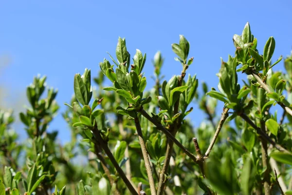 Das Erste Frühjahr Sanfte Blätter Knospen Und Äste Makro Hintergrund — Stockfoto