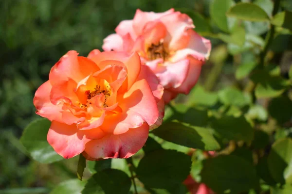 Розы Апельсины Саду Цветущие Розы Оранжевые Розы Цветущие Дереве Цветочном — стоковое фото