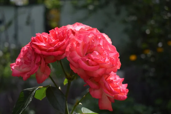 Grande Rosa Vermelha Perto Cor Vermelha Profunda Grande Flor Rosa — Fotografia de Stock