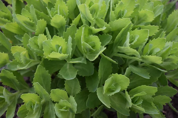 Hellgrüne Hylotelephium Spectabile Frühling Pflanze Sedum Spectabile Der Jungtierzeit Grüne — Stockfoto