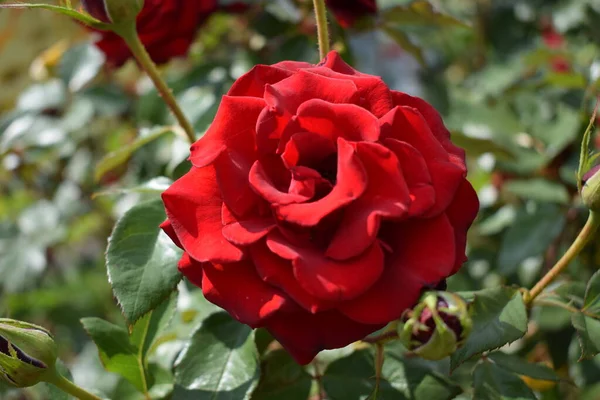 Big red rose close up. Deep Red color. Big beautiful red rose flower with buds. Delicate rose petals macro background. Nice big red rose with bokeh nature flora gardening.