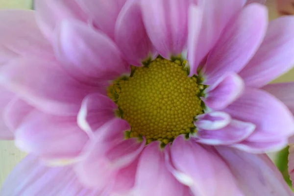 Floral Background Chrysanthemum Bright Pink Flower Close Soft Focus — Stock Photo, Image
