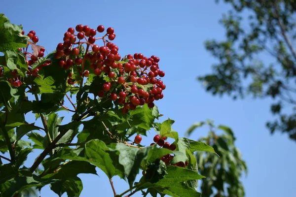 Macro Foto Natureza Viburnum Bagas Natureza Planta Árvore Brunch Viburnum — Fotografia de Stock