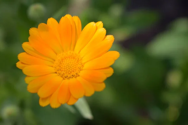 Kwitnące Kwiaty Nagietka Pomarańczowy Kalendula Zielony Trawa Ogród Calendula Kwiaty — Zdjęcie stockowe