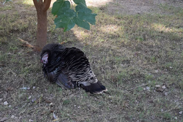 Truthahnstolzieren Auf Grünem Gras Türkei Auf Dem Rasenplatz — Stockfoto